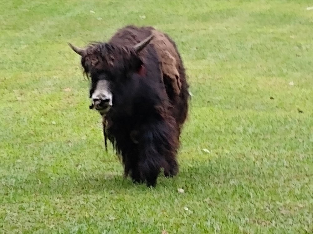 ADIRONDACK ANIMAL LAND Updated August 2024 55 Photos & 37 Reviews 3554 Hwy 30