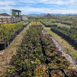 Large variety of plants and flowers.
