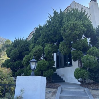 First Class Tree Service - My junipers were OOC.  You could barely see the house. - Tree Services Near Me