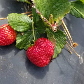 Kenny's Strawberry Farm - Ripe and juicy - Fruits & Veggies Near Me - Fallbrook, California