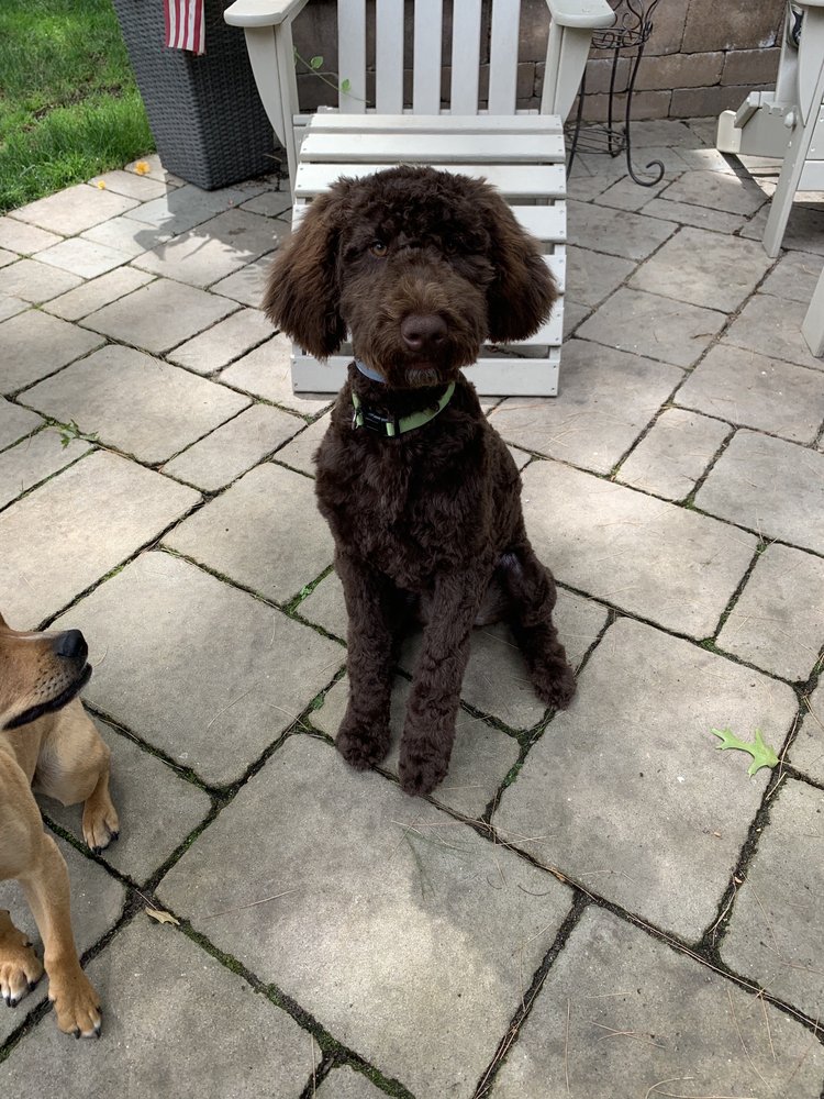 Bed and Biscuit Pet Resort