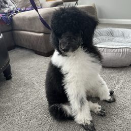 After photo, you can see the feet have been trimmed and she looks fluffy from the brush and wash After photo, you can see the feet have been trimmed and she looks fluffy from the brush and wash