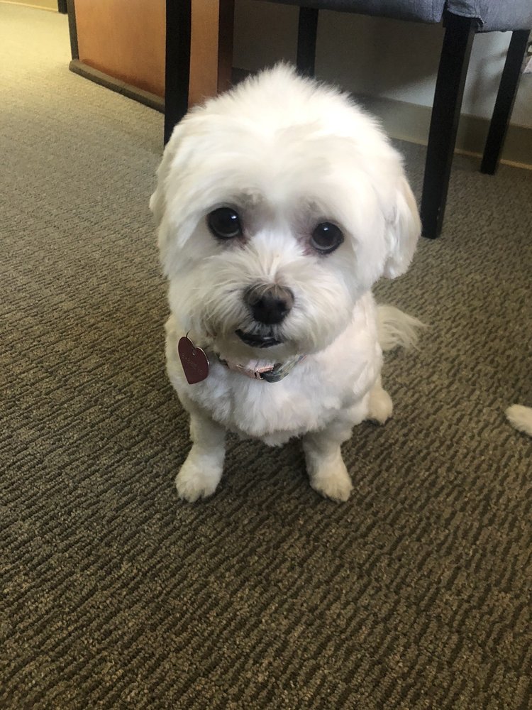 FUR GROOMING SALON & SELF BATHE Updated August 2024 108 Photos