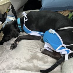 Gulf Coast Humane Society