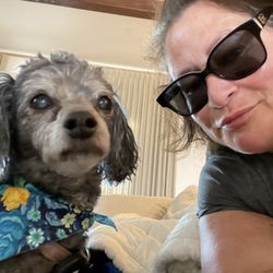 The Pet Yogi