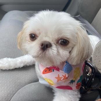 Pup-N-Cuts - After - Pet Groomers Near Me - Brookhaven, Georgia Pup-N-Cuts - After - Pet Groomers Near Me - Brookhaven, Georgia
