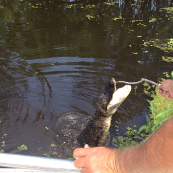 Airboat Adventures - Jumping gator - Boat Tours Near Me - Lafitte, Louisiana