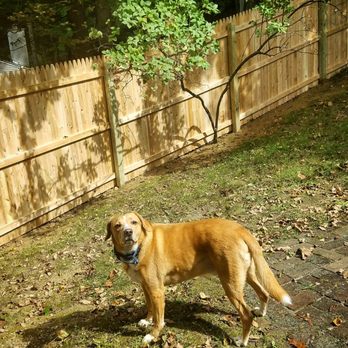 A Better Fence - Our pup checking out his brand new fence!! - Fences & Gates Near Me - West Milford, New Jersey A Better Fence - Our pup checking out his brand new fence!! - Fences & Gates Near Me - West Milford, New Jersey