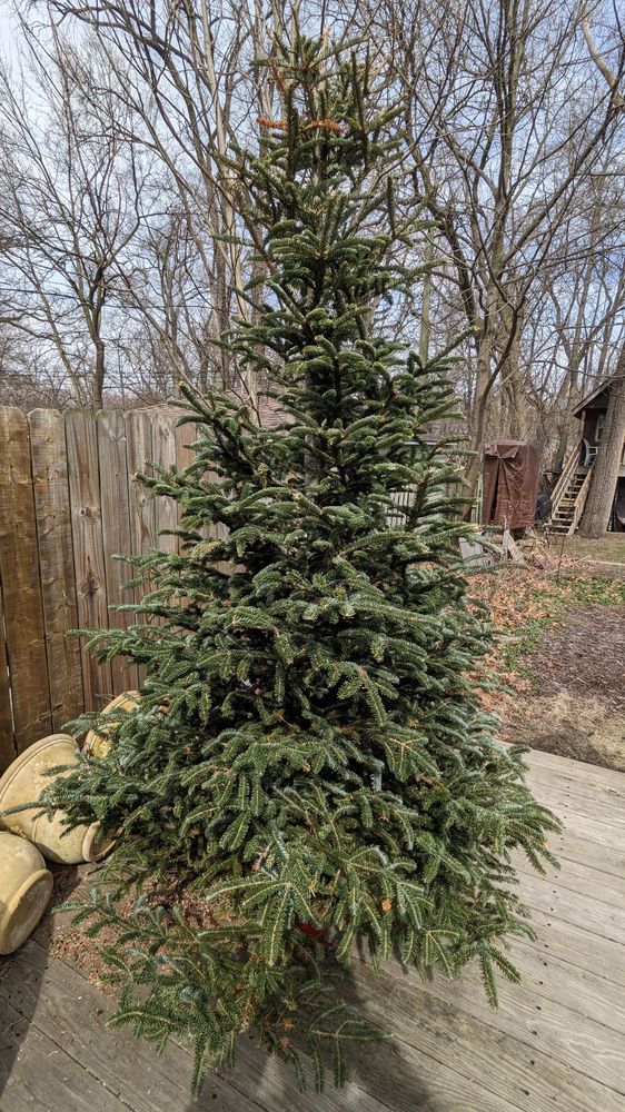 PAUL’S CHRISTMAS TREES Updated October 2024 30728 John R Rd