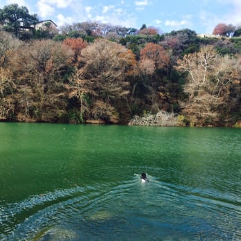 Red Bud Dog Park - Going for a swim! - Dog Parks Near Me - Austin, Texas Red Bud Dog Park - Going for a swim! - Dog Parks Near Me - Austin, Texas