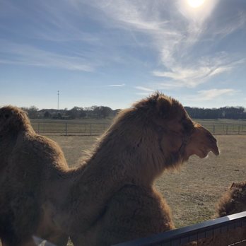 Sharkarosa Wildlife Ranch - Camel - Attraction Farms Near Me - Pilot Point, Texas Sharkarosa Wildlife Ranch - Camel - Attraction Farms Near Me - Pilot Point, Texas