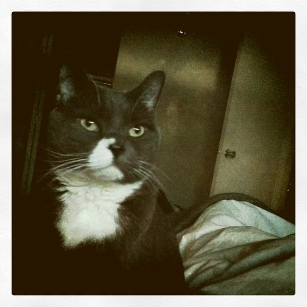 LOVE YOUR PET Updated September 2024 2002 Luxstone Blvd, Airdrie