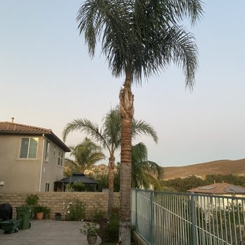 ALL AMERICAN TREE SERVICE - Queen palms after trim and removal of seed pods and leftover dead bark. - Landscaping Near Me ALL AMERICAN TREE SERVICE - Queen palms after trim and removal of seed pods and leftover dead bark. - Landscaping Near Me