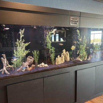 Bear River Casino Resort - Fish Aquarium in the restaurant only open on the weekends? - Casinos Near Me - Loleta, California Bear River Casino Resort - Fish Aquarium in the restaurant only open on the weekends? - Casinos Near Me - Loleta, California