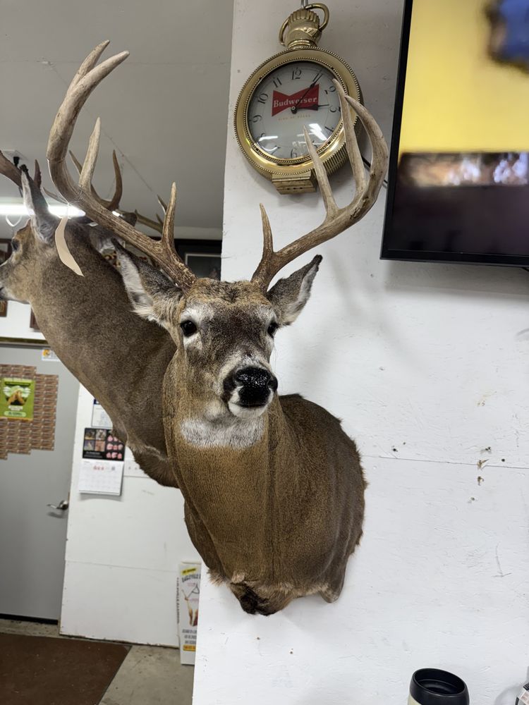 Karm’s Taxidermy - taxidermy in Lock Haven, PA