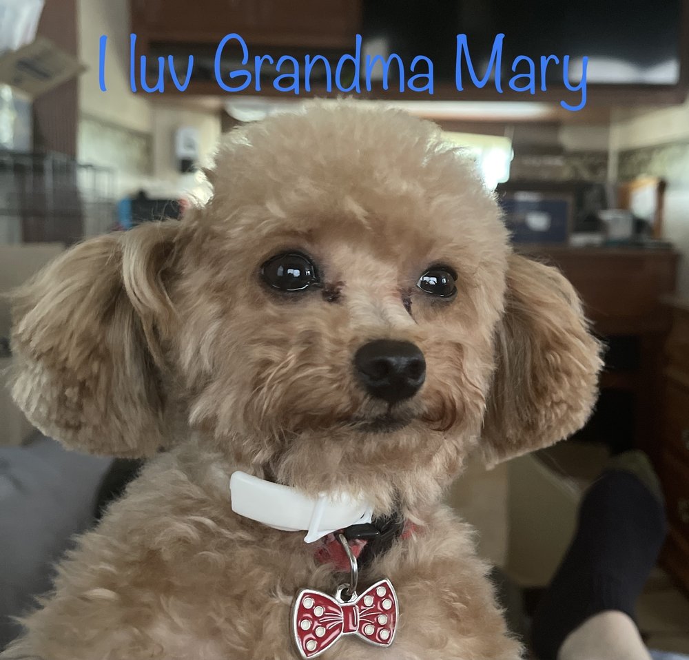 PUPPYLUV DOG GROOMING SALON Updated September 2024 12 Photos & 11
