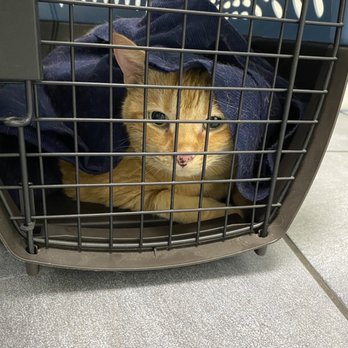 TLC Animal Clinic - Molly is more relax at the vet than in the car. - Veterinarians Near Me - Chino Hills, California TLC Animal Clinic - Molly is more relax at the vet than in the car. - Veterinarians Near Me - Chino Hills, California