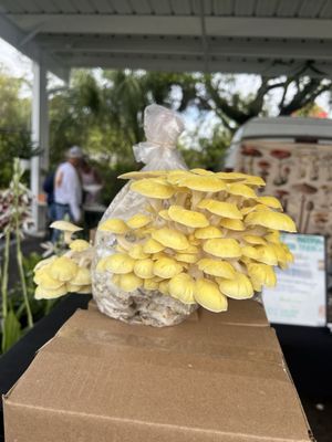 Alachua County Farmers' Market by null