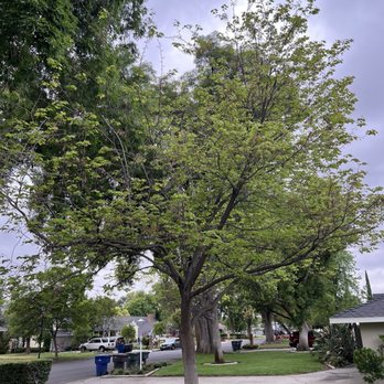 HLI Tree Experts - This is a red tree that they trimmed. I made it looked beautiful. - Tree Services Near Me