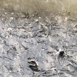 Sol Duc Fish Hatchery - Rainbow trout eating