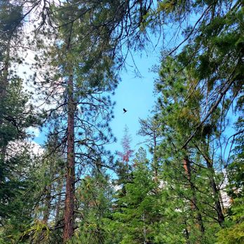 Benham Falls - View of trees and eagle on trail. - Hiking Near Me