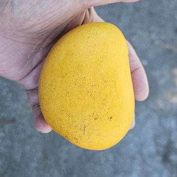 AumPi - Alphonso Mango - Fruits & Veggies Near Me - Fremont, California
