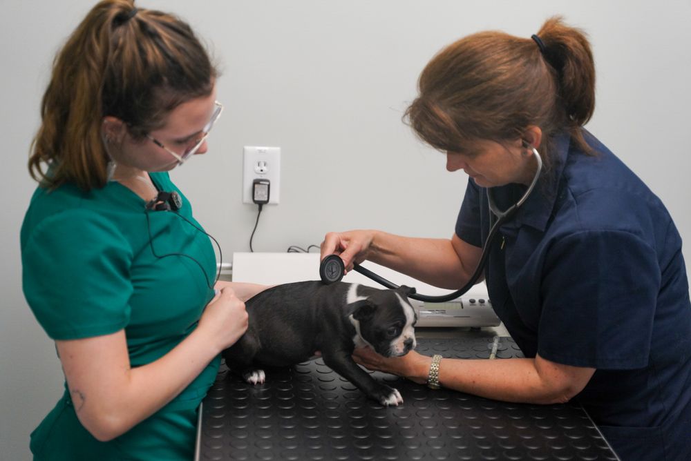 HUMANE SOCIETY OF GREATER DAYTON Updated November 2024 33 Photos