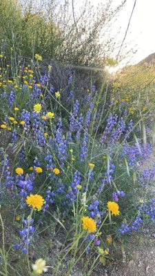 Stough Canyon Nature Center by null