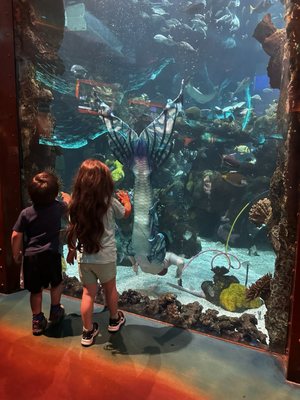 The Aquarium at Silverton Casino by null