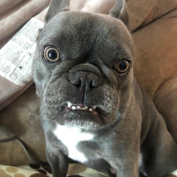 Karma Dog Training - Pet Training Near Me Karma Dog Training - Pet Training Near Me