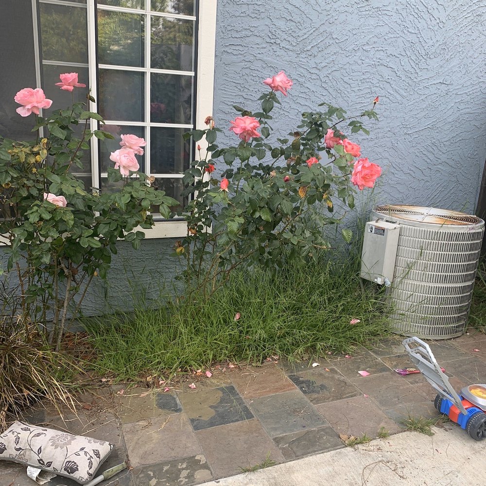 All Green Scape - Rose bushes + weeds before clean up - Landscaping Near Me