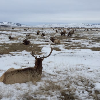 National Elk Refuge Sleigh Rides - Parks Near Me - Jackson, Wyoming National Elk Refuge Sleigh Rides - Parks Near Me - Jackson, Wyoming