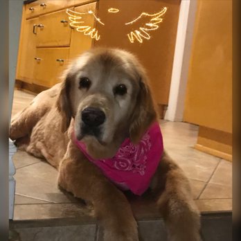 A Peaceful Ending - Veterinarians Near Me