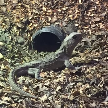 Kiwi Birdlife Park - Tuatara - Parks Near Me - Queenstown, OTA