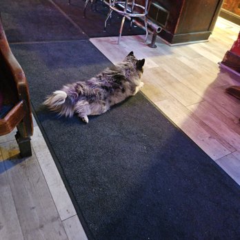 Shooting Star Saloon - I wanted to take this dog home-- so cute and chill! Make no mistake as to who runs this place! - Burgers Near Me - Huntsville, Utah Shooting Star Saloon - I wanted to take this dog home-- so cute and chill! Make no mistake as to who runs this place! - Burgers Near Me - Huntsville, Utah