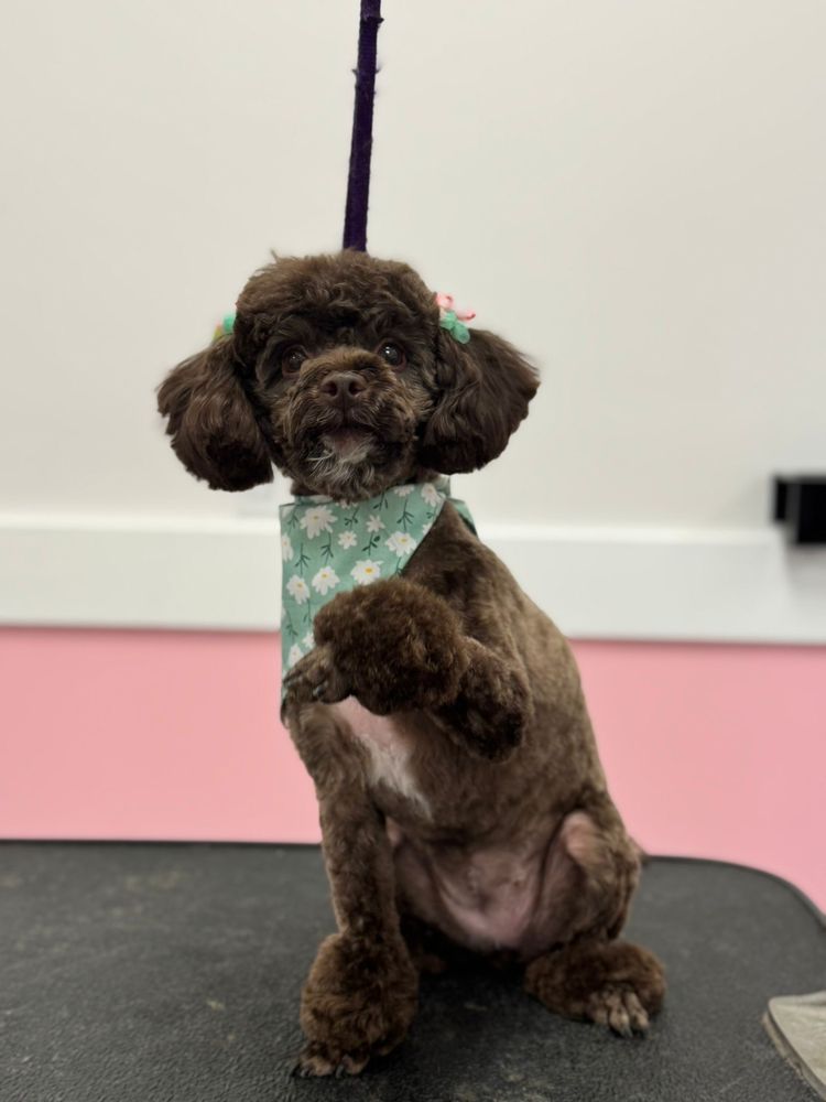 Woof Gang Bakery & Grooming Kissimmee Image