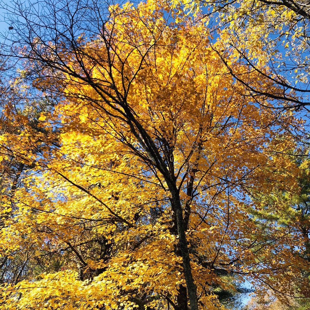 Fall leaves Fall leaves