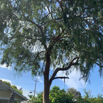 Valley Tree Care Service - Our Chinese Elm is a great tree but it needed a haircut - Tree Services Near Me - Mountain View, California Valley Tree Care Service - Our Chinese Elm is a great tree but it needed a haircut - Tree Services Near Me - Mountain View, California