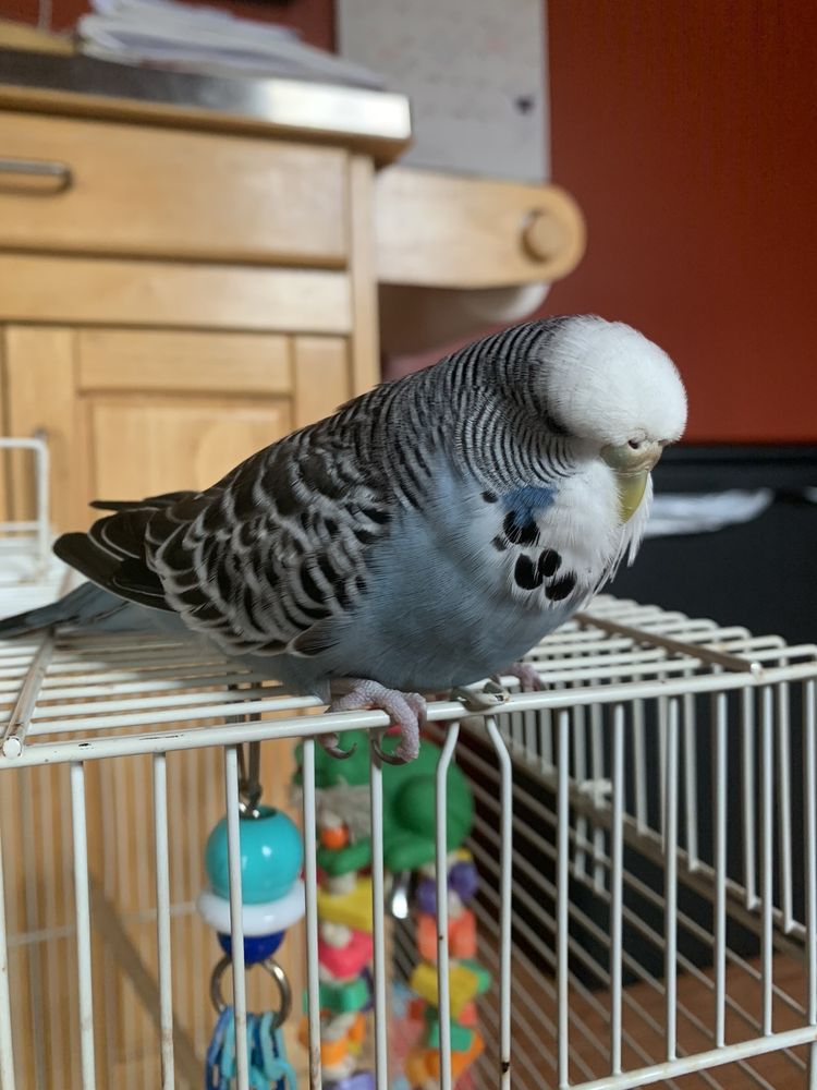 FANCY FEATHERS EXOTIC BIRDS Updated July 2024 26 Photos & 25