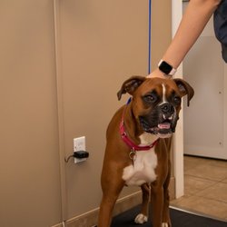 Lake Geneva Animal Hospital