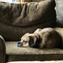 Photo of Airport Pet Lodge