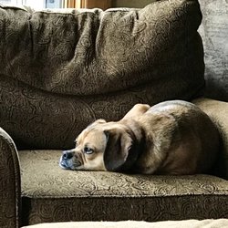 Airport Pet Lodge