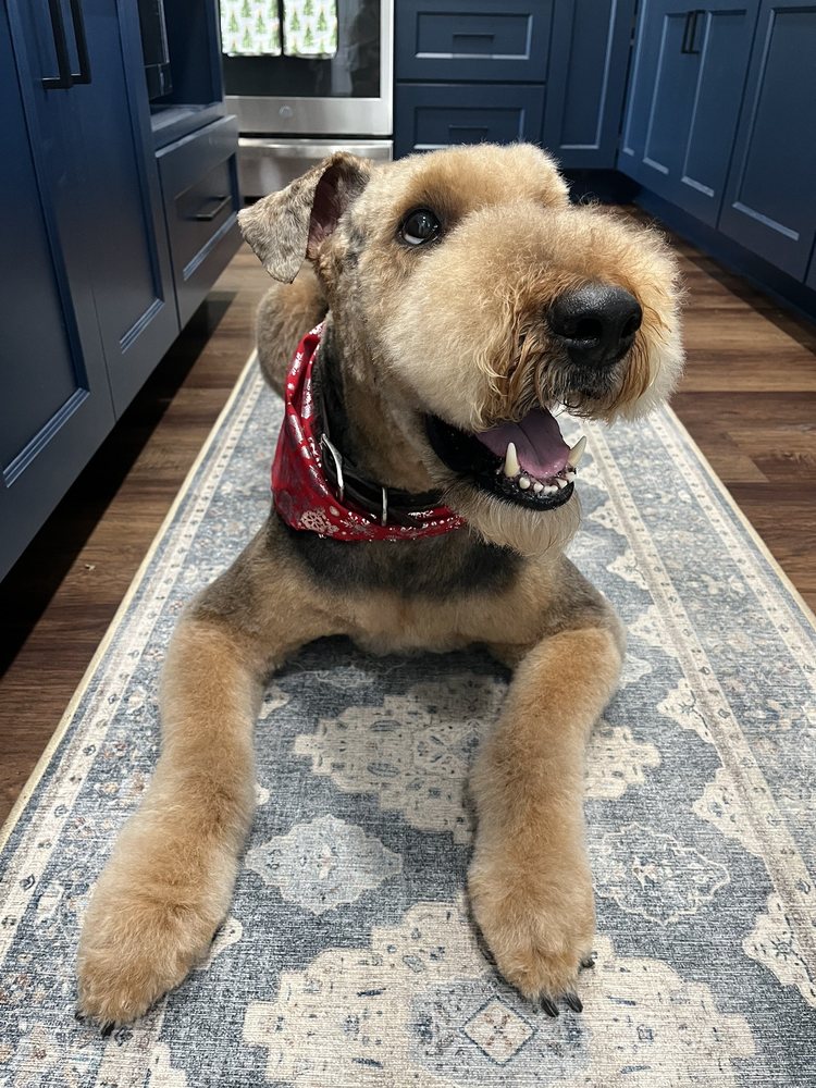 SPAW DAY MOBILE GROOMING Updated May 2024 Gainesville,