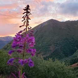 Henry Tree Service - Gorgeous fireweed with sunset.