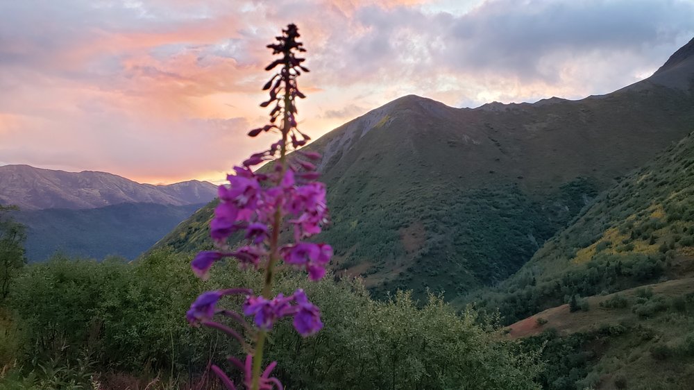 Henry Tree Service - tree service in Soldotna, AK