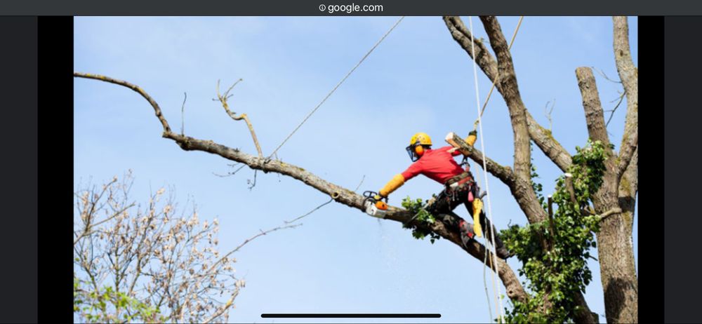 Timber Titans - tree service in Kansas City, MO