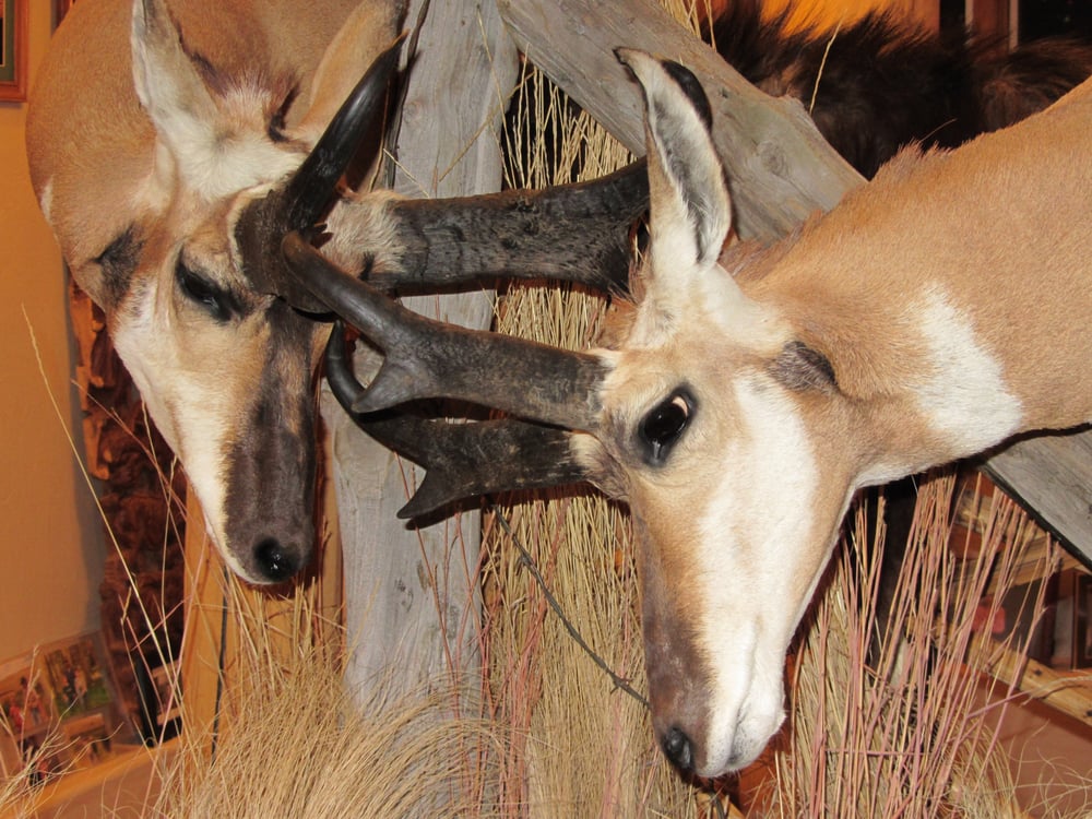 A Lasting Memory Taxidermy - taxidermy in Englewood, CO