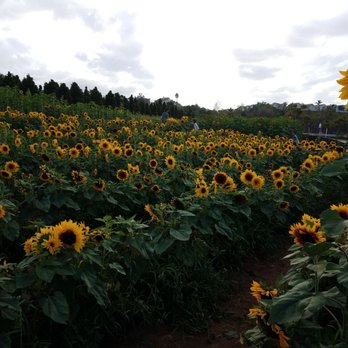 Pumpkin Station - Farms Near Me - Escondido, California