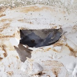 Tracy Village Apartments - Leak maintenance would not fix. Took almost a year for them to call a contractor to take care of it.