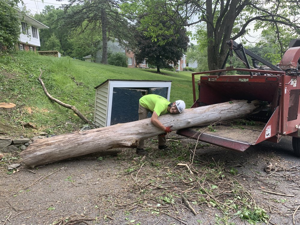 ARBORX TREE SERVICE Updated May 2024 41 Photos Hopewell Junction
